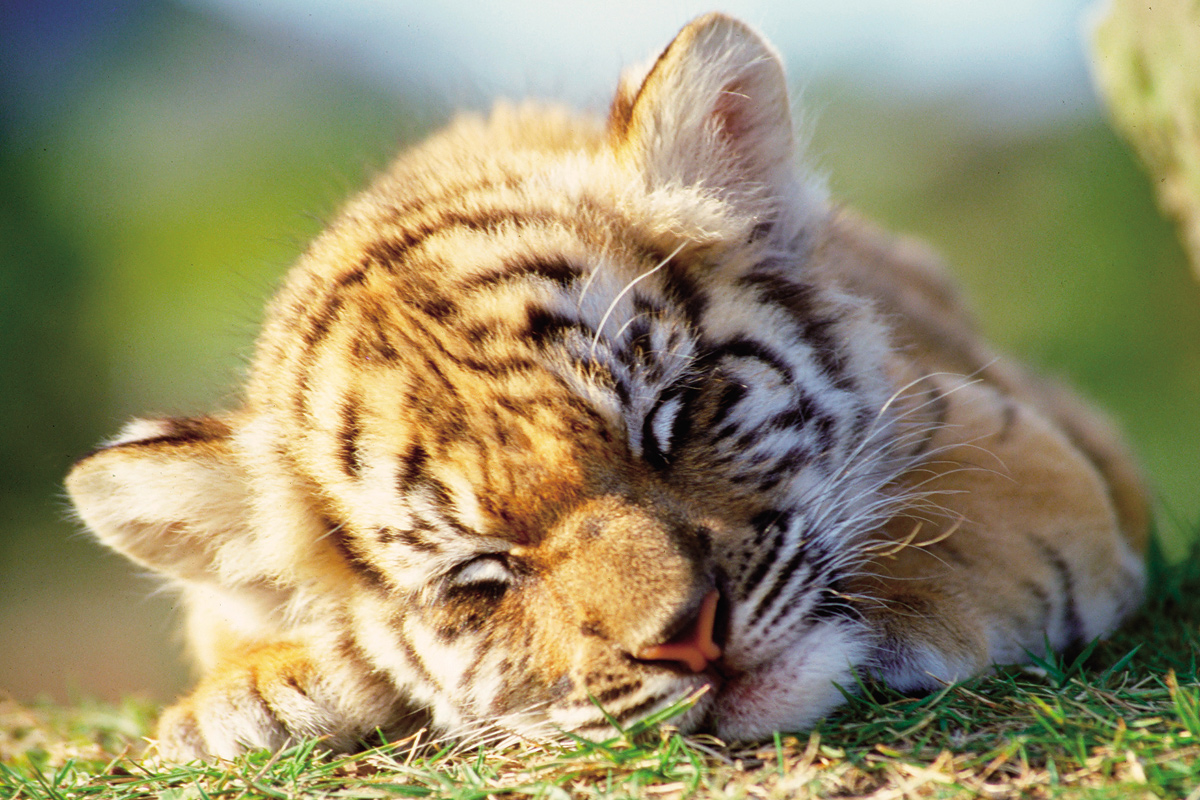 トラの赤ちゃん_1