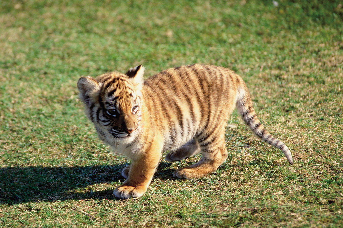 トラの赤ちゃん_2