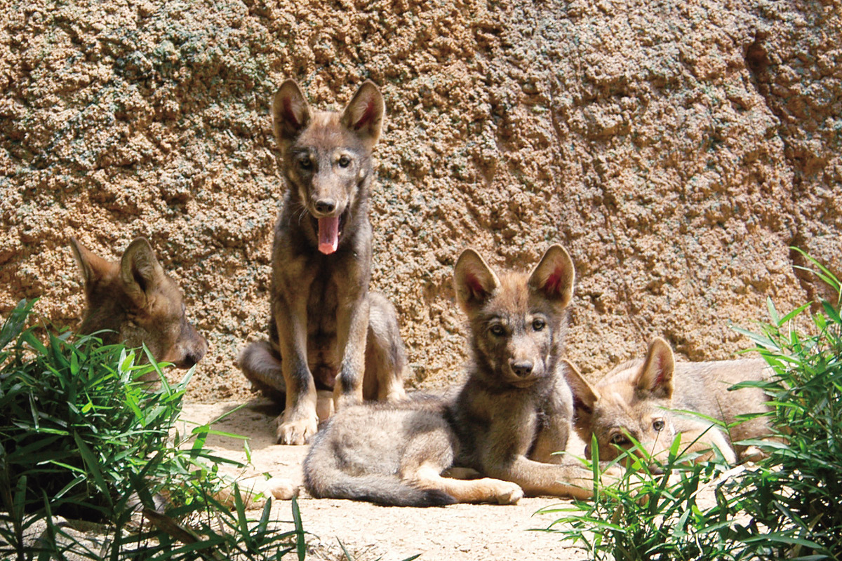 オオカミの赤ちゃん_1