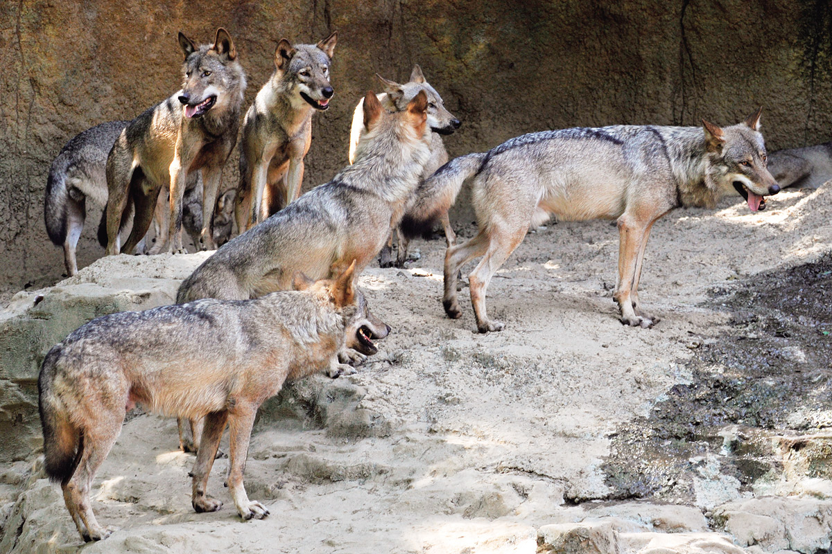 オオカミの赤ちゃん_2