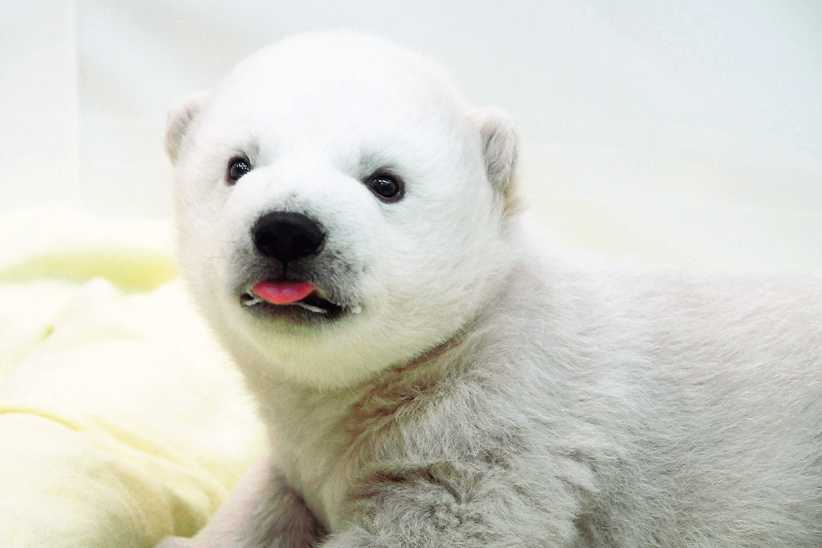 ホッキョクグマの赤ちゃん_1
