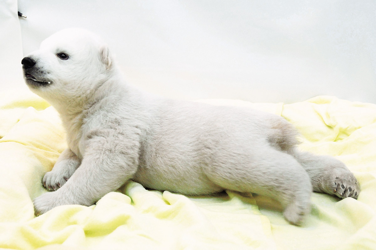 ホッキョクグマの赤ちゃん_2