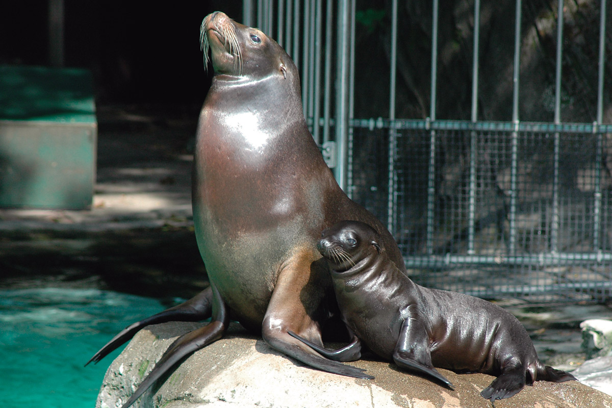 カリフォルニアアシカの赤ちゃん_1