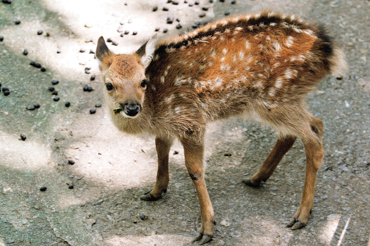 ヤクシカの赤ちゃん_1