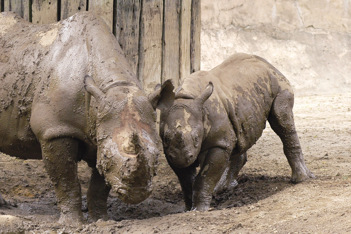 クロサイの赤ちゃん_1