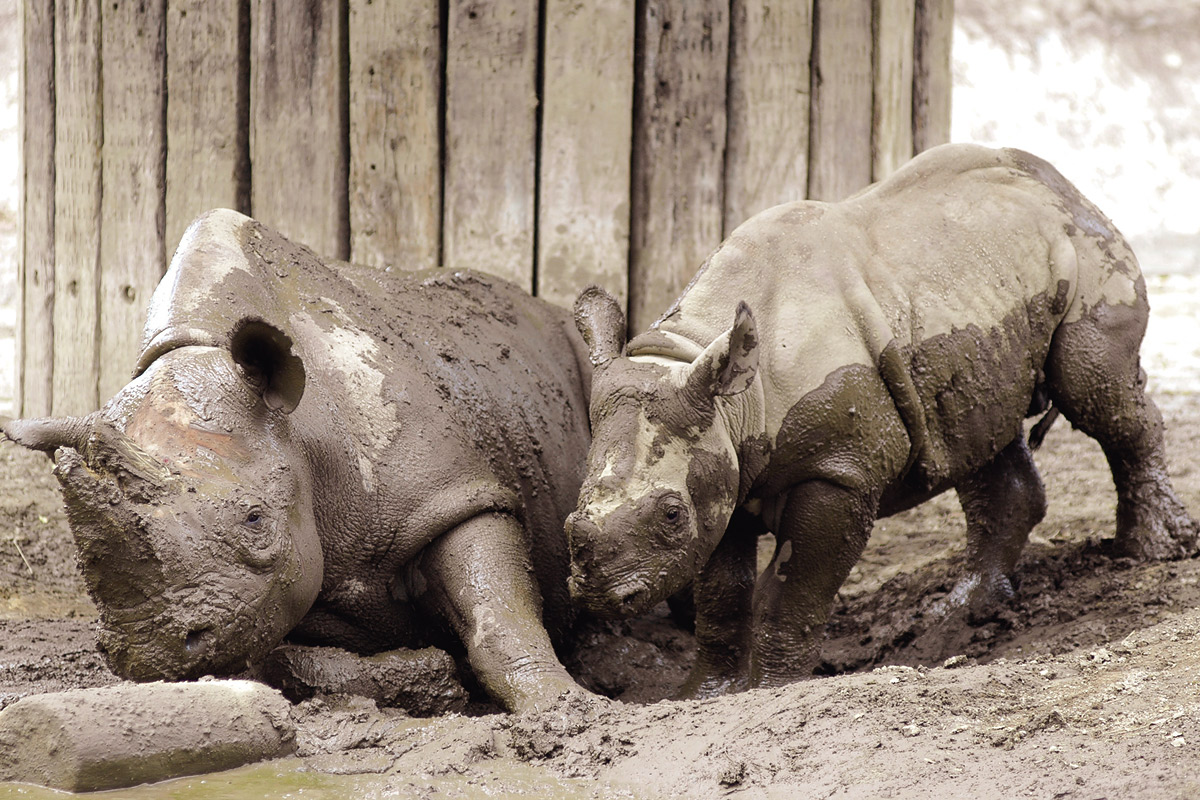 クロサイの赤ちゃん_2