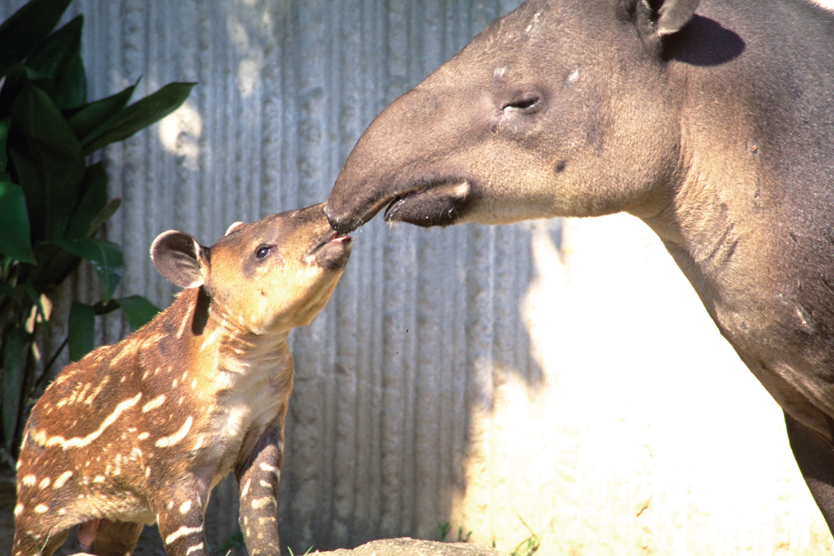 ベアードバクの赤ちゃん_2