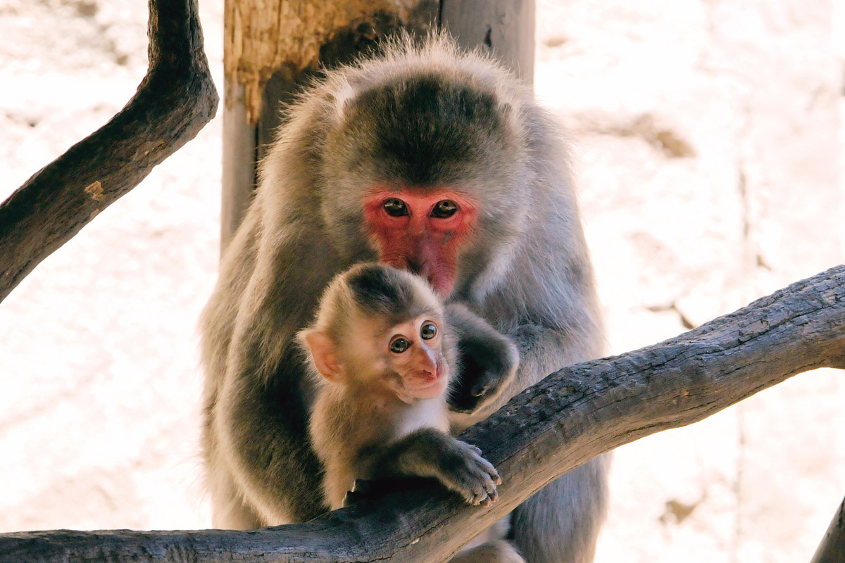 ニホンザルの赤ちゃん_2