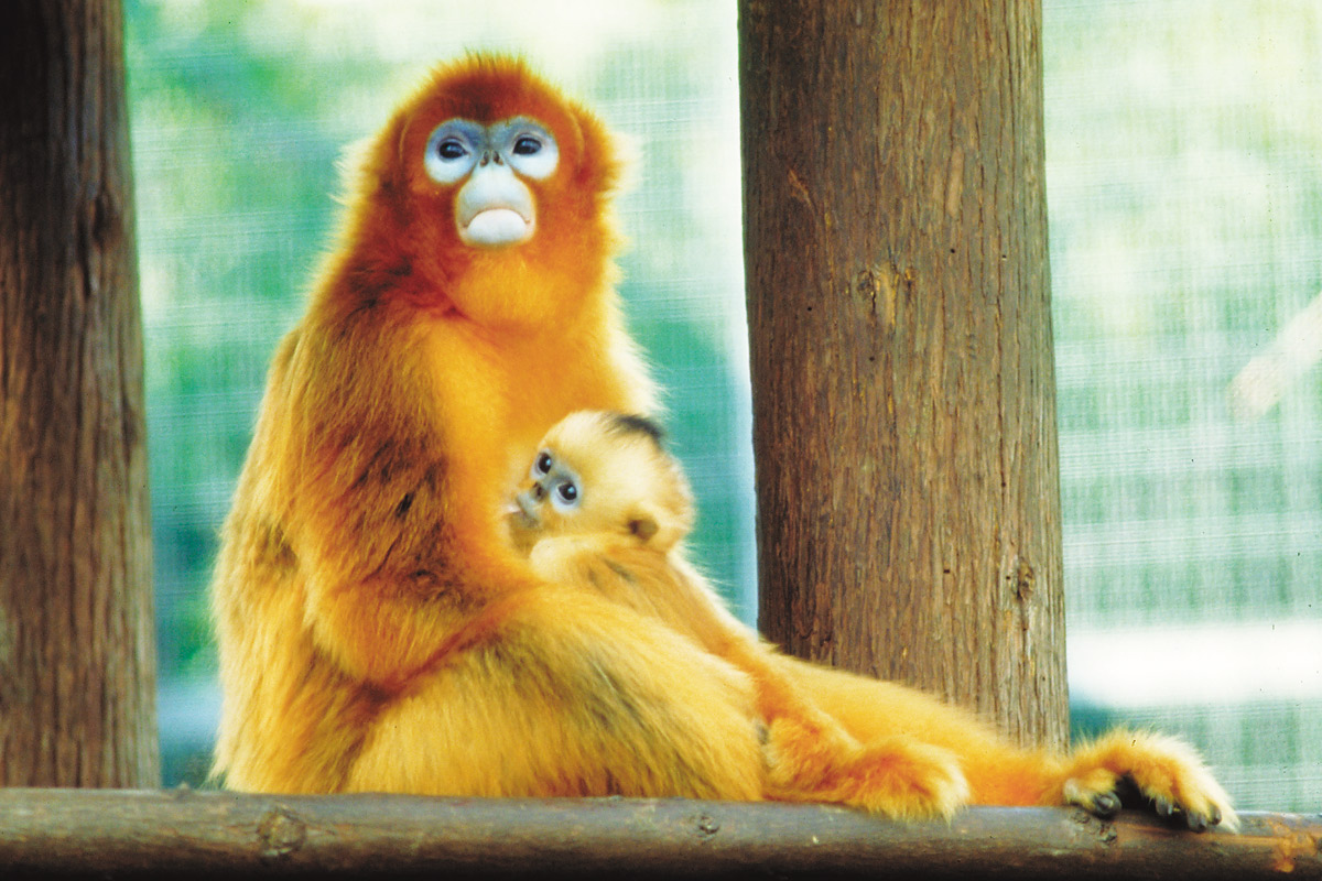 キンシコウの赤ちゃん_2