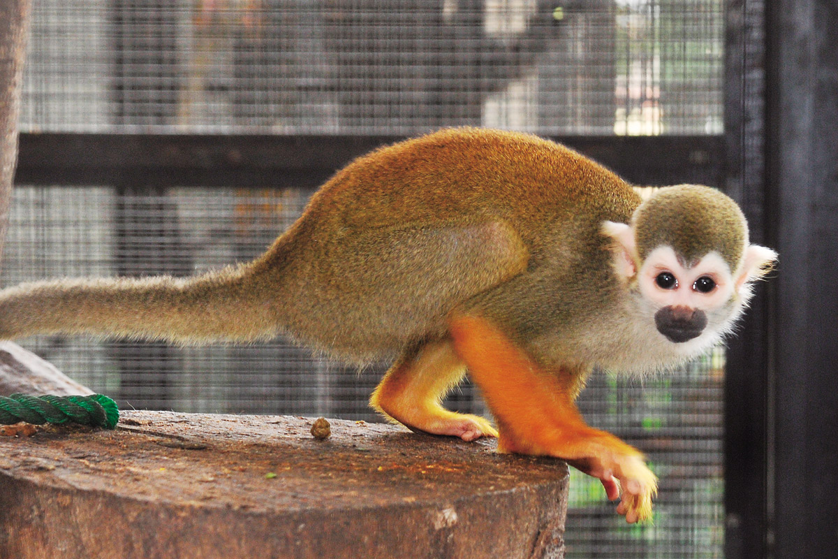 リスザルの赤ちゃん_1