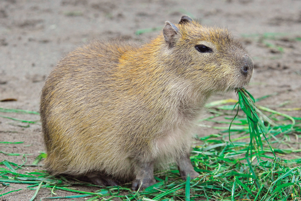 カピバラの赤ちゃん_1