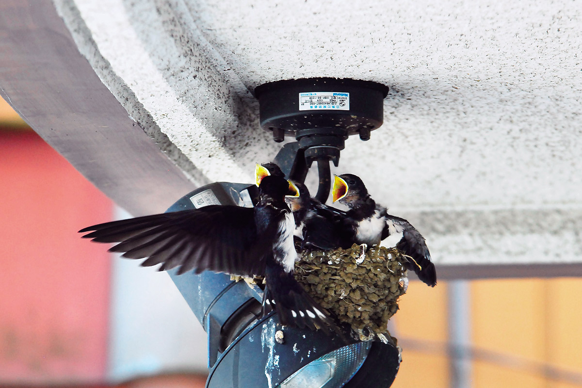 ツバメの赤ちゃん_2