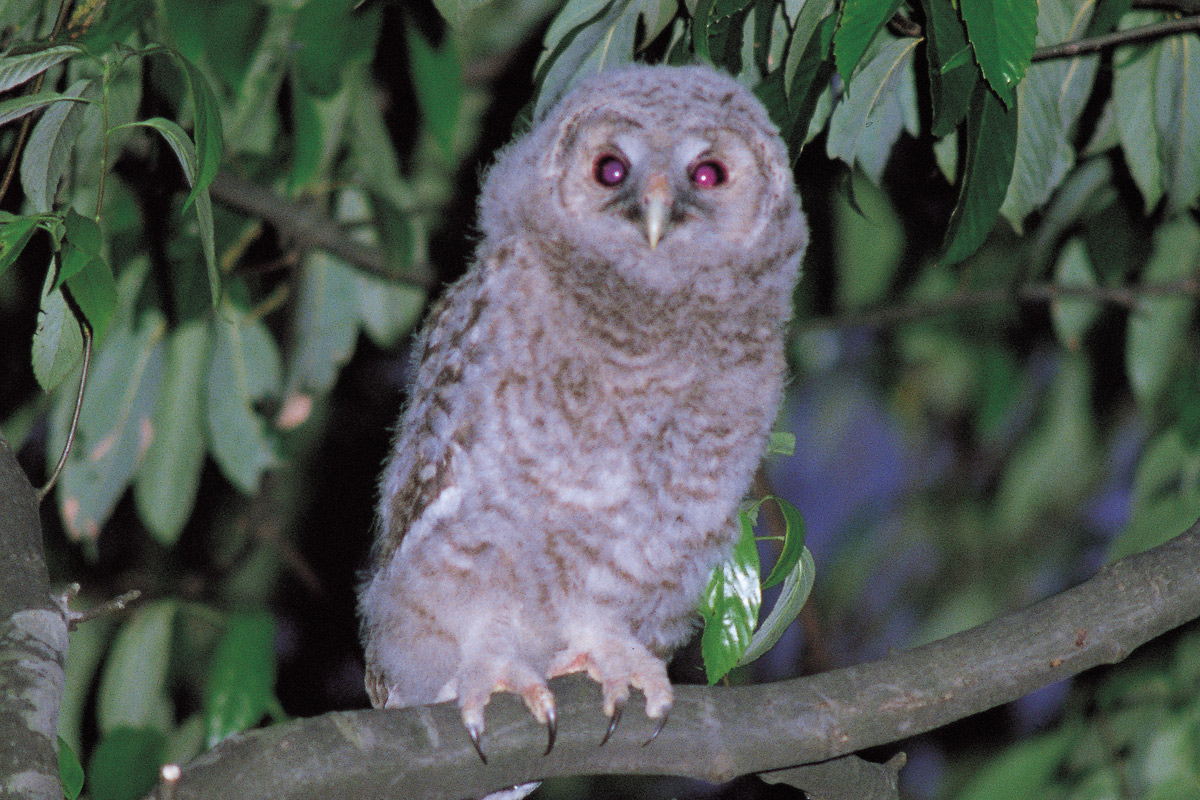 フクロウの赤ちゃん_1