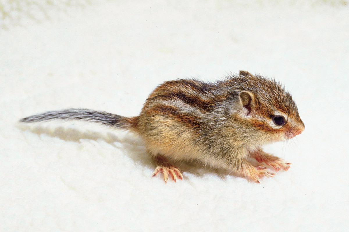 シマリスの赤ちゃん_1