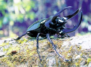 �R�[�J�T�X�I�I�J�u�g