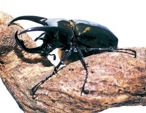 �A�g���X�I�I�J�u�g