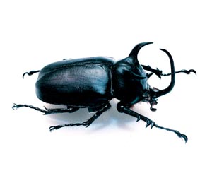 �^�C�S�z���d�m�J�u�g