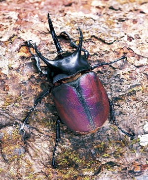 �p�v�A�T���{���d�m�J�u�g