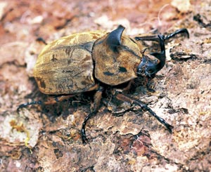 �T�r�C���J�u�g