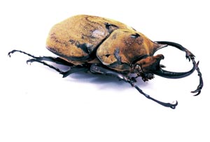 �]�E�J�u�g