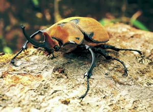 ���L�V�R�]�E�J�u�g�i�L�^�]�E�J�u�g�j