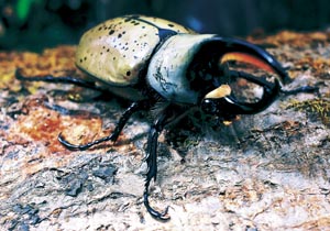 �O�����g�V���J�u�g