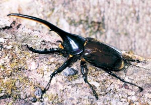 �w���N���X�E�w���N���X