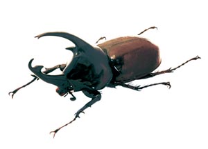 �P���^�E���X�I�I�J�u�g