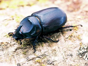 �^�C�����J�u�g�i�T�C�J�u�g�j