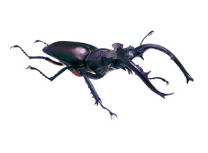 �^�C�����~���}�N���K�^