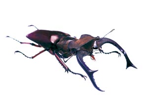 �V�Z���~���}�N���K�^