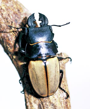 �J�X�e���i�E�c���N���K�^