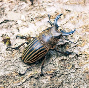 �X�g���A�[�^�c���N���K�^