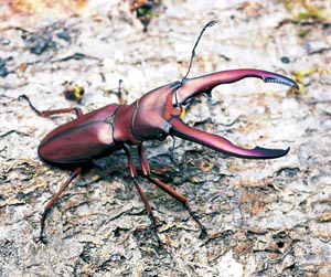 �M���t�@�z�\�A�J�N���K�^