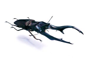 �C���y���g�[���z�\�A�J�N���K�^