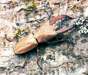 ���j�t�F���z�\�A�J�N���K�^