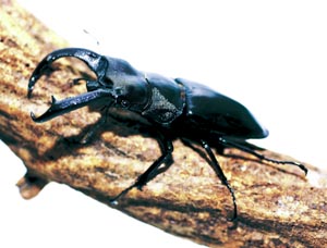 ���m�P���X�t�^�}�^�N���K�^