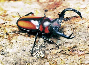 �X�y�L�I�X�X�V�J�N���K�^