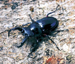 �`���E�S�N�N���c���V�J�N���K�^