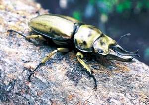 ���[�[���x���O�I�E�S���I�j�N���K�^