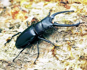 �R���t�L�E�X�m�R�M���N���K�^