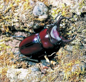 �t�@�x�[���m�R�M���N���K�^