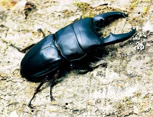 �g���L�N�X�q���^�N���K�^