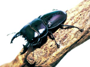 �A���L�f�X�q���^�N���K�^