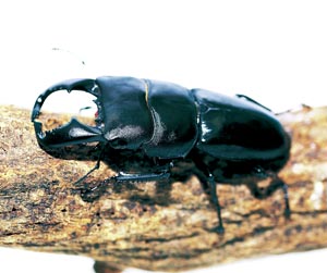 �_�C�I�E�q���^�N���K�^