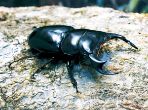 �A���^�G�E�X�I�I�N���K�^