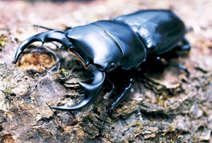 �N���r�f���X�I�I�N���K�^