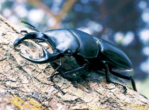 �O�����f�B�X�I�I�N���K�^