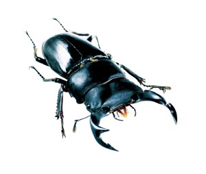 �^�C�����I�I�N���K�^