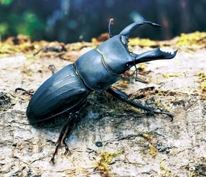 �X�W�u�g�q���^�N���K�^